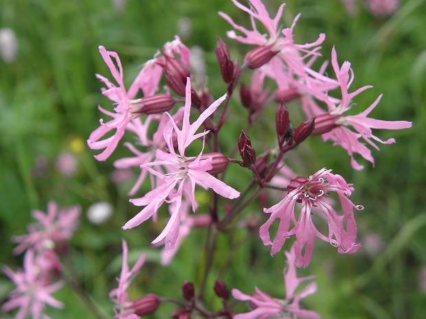 kukučka lúčna Lychnis flos-cuculi L.