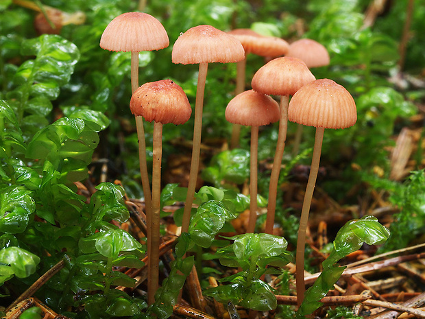 prilbička ružová Mycena rosella (Fr.) P. Kumm.