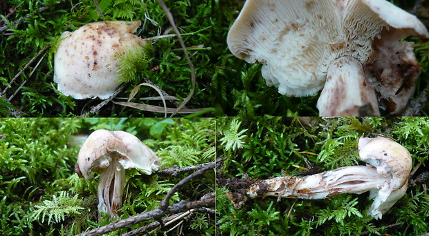 peniazovka škvrnitá Rhodocollybia maculata (Alb. & Schwein.) Singer