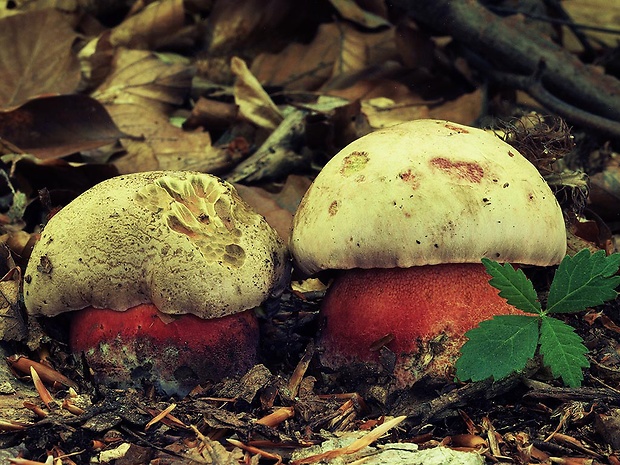 hríb Le Galovej Rubroboletus legaliae (Pilát & Dermek) Della Maggiora & Trassin.