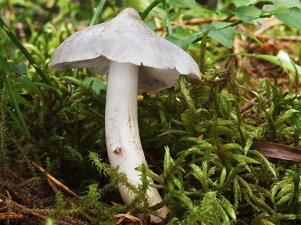 čírovka štipľavá Tricholoma virgatum (Fr.) P. Kumm.