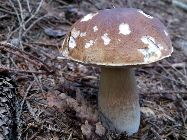 hríb smrekový Boletus edulis Bull.