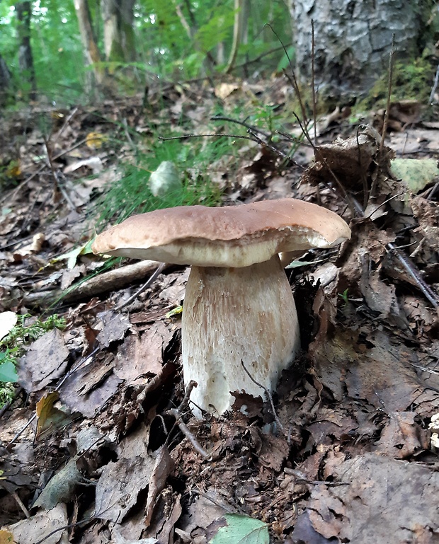 hríb smrekový Boletus edulis Bull.