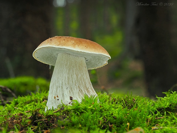 hríb smrekový Boletus edulis Bull.