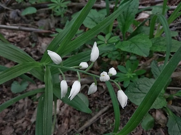 prilbovka dlholistá Cephalanthera longifolia (L.) Fritsch