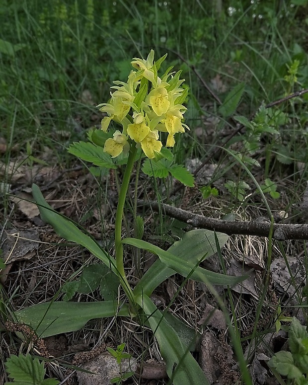 vstavačovec bazový Dactylorhiza sambucina (L.) Soó