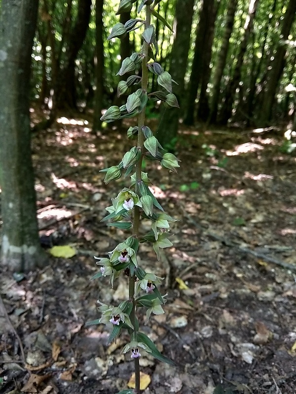 kruštík Epipactis sp.