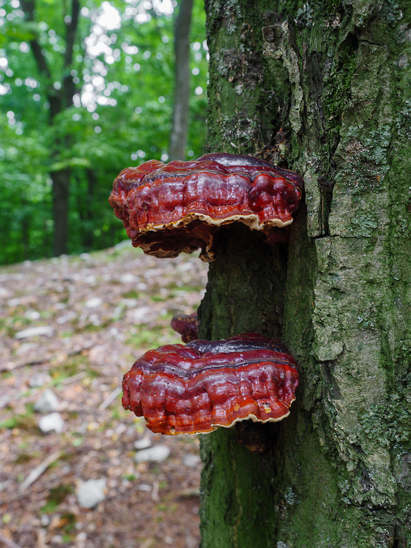 lesklokôrovka obyčajná Ganoderma cf. lucidum (Curtis) P. Karst.