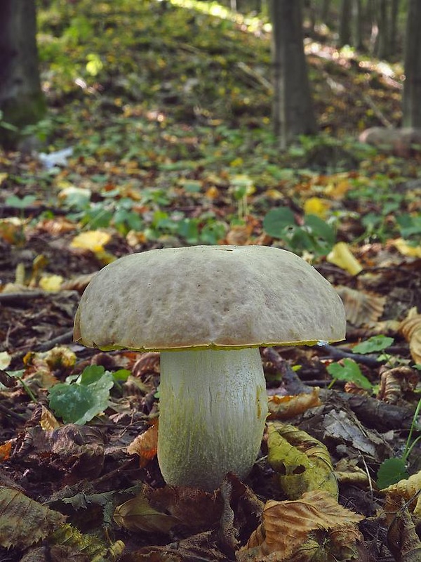 hríb jamkatý Hemileccinum depilatum (Redeuilh) Šutara