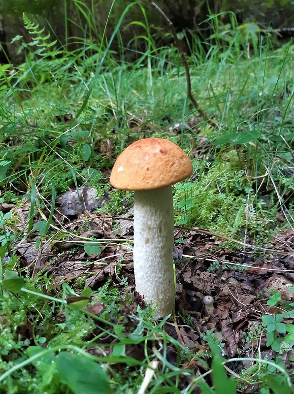 kozák osikový Leccinum albostipitatum den Bakker & Noordel.