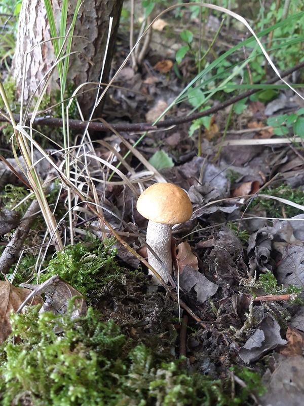 kozák osikový Leccinum albostipitatum den Bakker & Noordel.