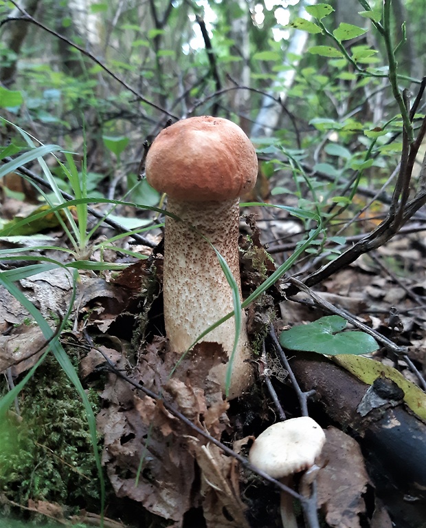 kozák dubový Leccinum aurantiacum (Bull.) Gray