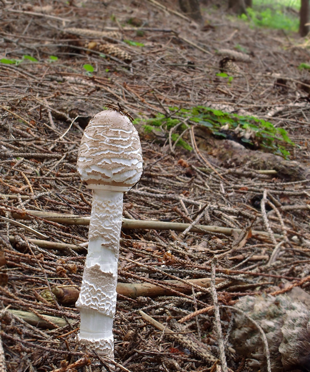 bedľa vysoká Macrolepiota procera (Scop.) Singer