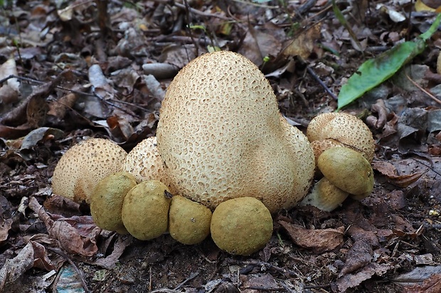 suchohríb cudzopasný Pseudoboletus parasiticus (Bull.) Šutara