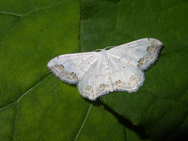 piadica okrášlená Scopula ornata