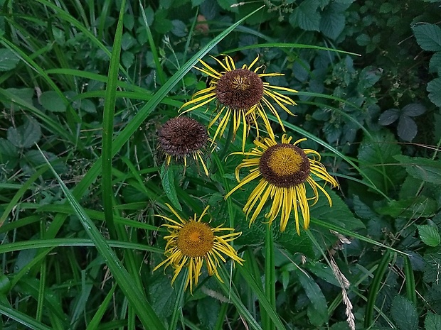 telekia ozdobná Telekia speciosa (Schreb.) Baumg.