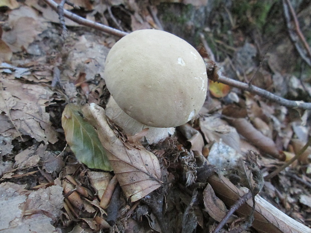 hríb dubový Boletus reticulatus Schaeff.