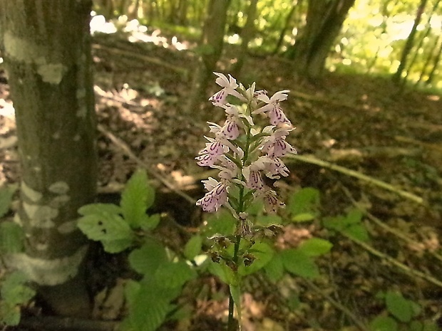 vstavačovec fuchsov pravý Dactylorhiza fuchsii subsp. fuchsii (Druce) Soó