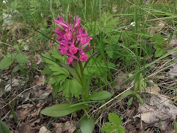 vstavačovec bazový Dactylorhiza sambucina (L.) Soó