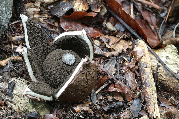 hviezdovka vlasatá Geastrum melanocephalum (Czern.) V.J. Staněk