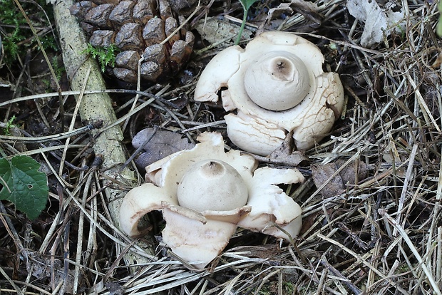 hviezdovka trojitá Geastrum triplex Jungh.