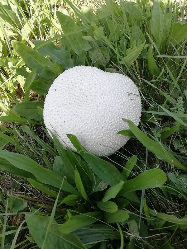 rozpadavec dlabaný Lycoperdon utriforme Bull.