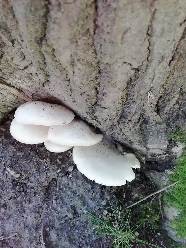 hliva buková Pleurotus pulmonarius (Fr.) Quél.