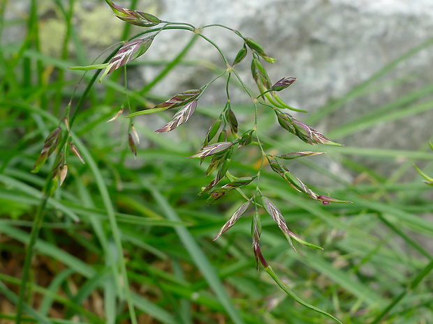 lipnica alpínska Poa alpina L.