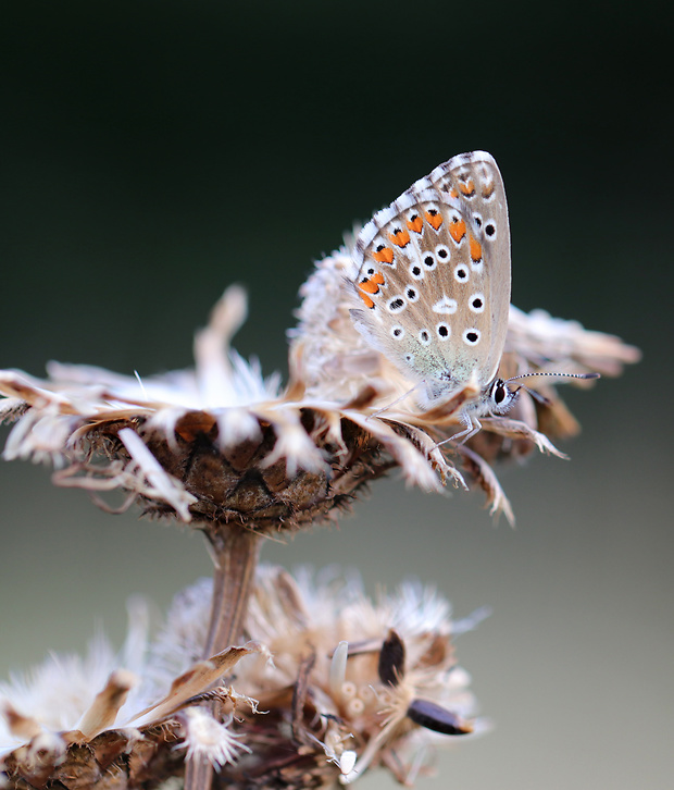 modráčik ďatelinový ♀️ Polyommatus bellargus Rottemburg, 1775