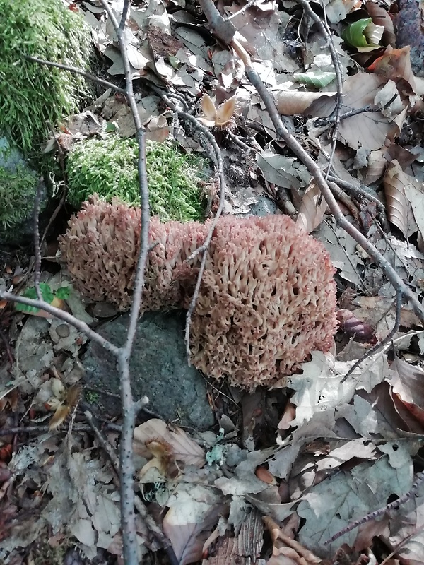 strapačka Ramaria sp.