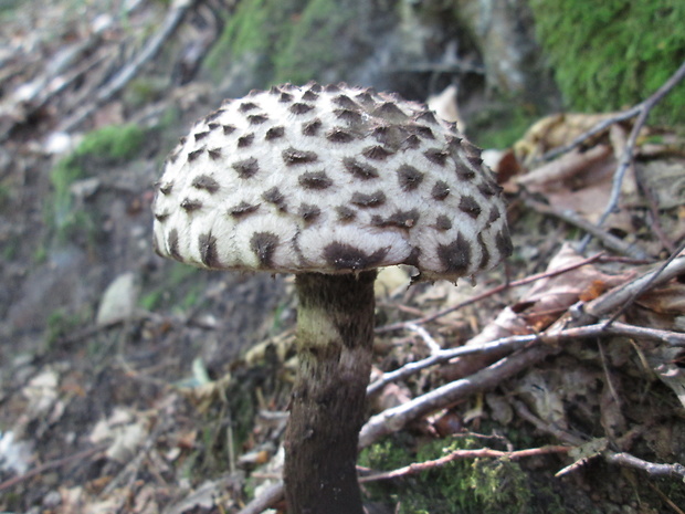 šiškovec šupinatý Strobilomyces strobilaceus (Scop.) Berk.