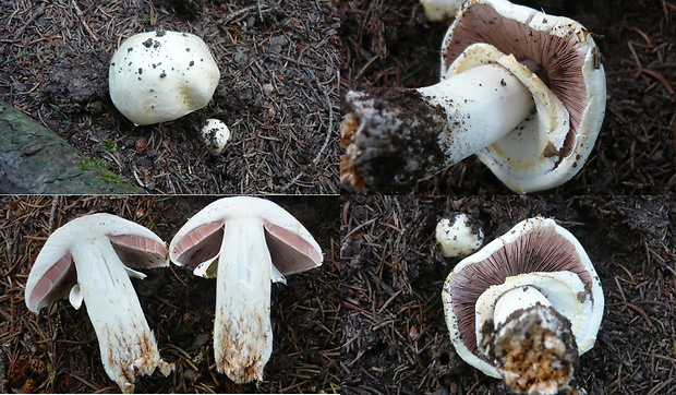 pečiarka ovčia Agaricus arvensis Schaeff.