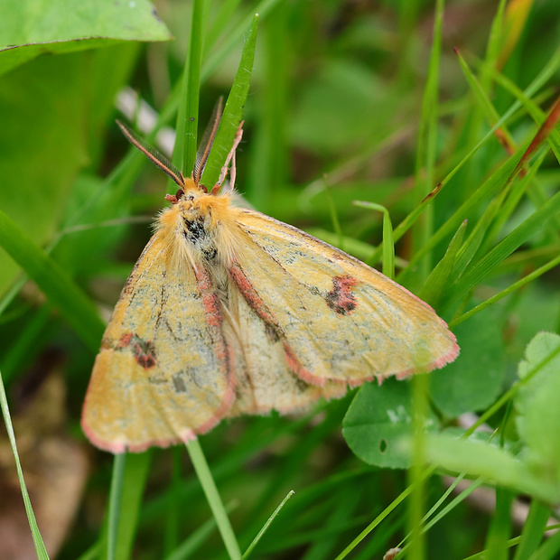 spriadač chrastavcový ♂️ Diachrisia sannio