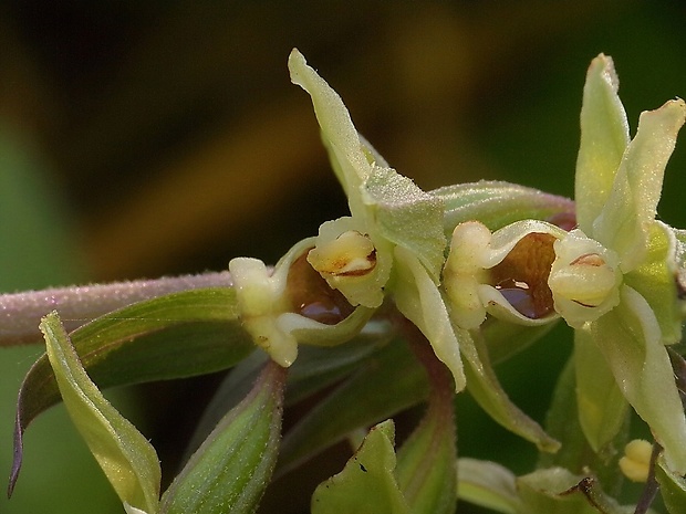 kruštík Epipactis sp.