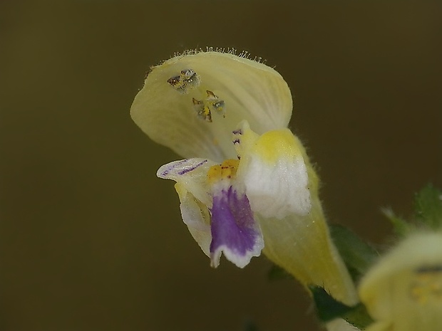 konopnica úhľadná Galeopsis speciosa Mill.