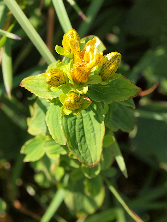 horec bodkovaný Gentiana punctata L.