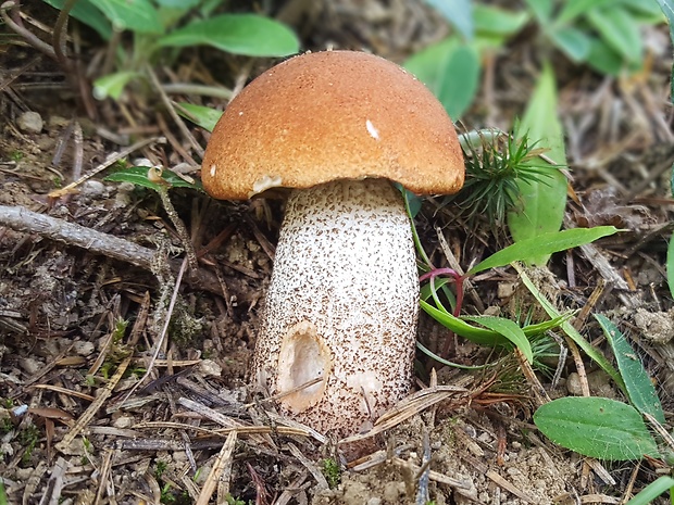 kozák dubový Leccinum aurantiacum (Bull.) Gray