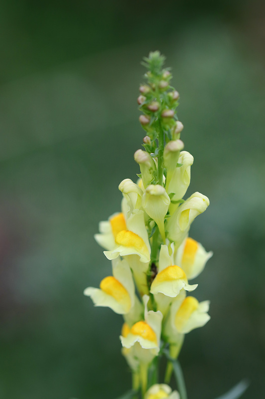 pyštek obyčajný Linaria vulgaris Mill.