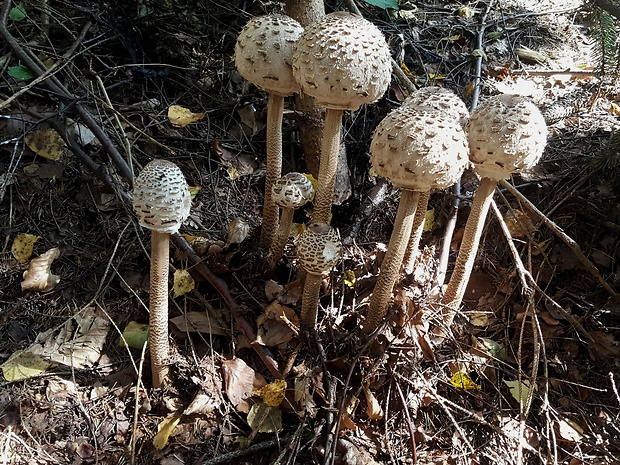 bedľa vysoká Macrolepiota procera (Scop.) Singer