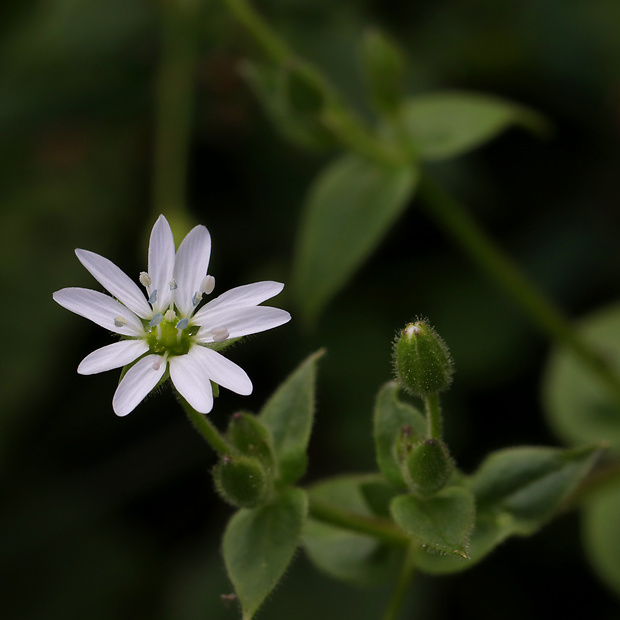 mäkkuľa vodná Myosoton aquaticum (L.) Moench