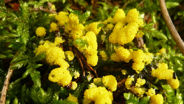 vápnikovec Physarum virescens Ditmar