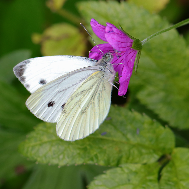 mlynárik repkový Pieris napi Linnaeus, 1758