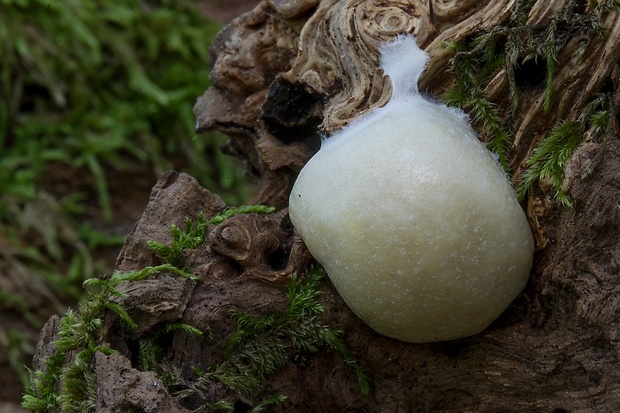 sieťnatka obyčajná Reticularia lycoperdon Bull.