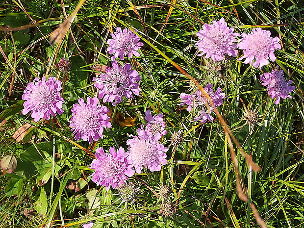 hlaváč lesklý Scabiosa lucida Vill.