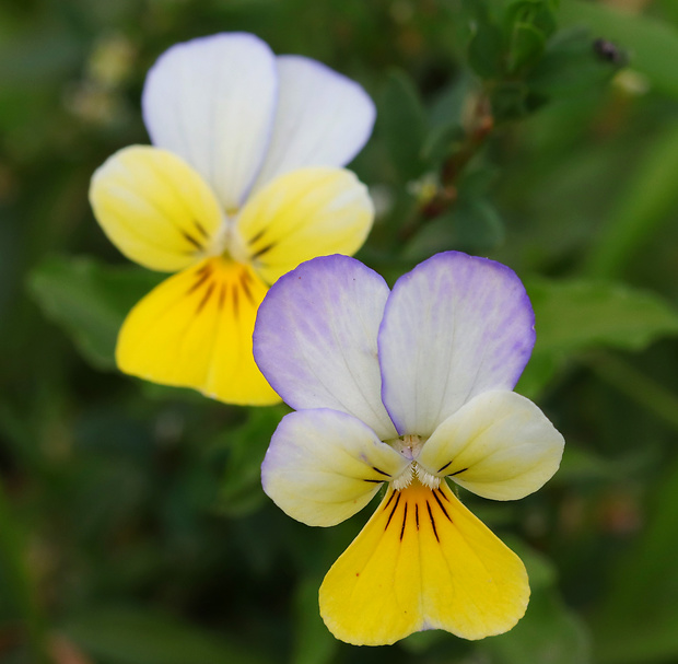 fialka trojfarebná Viola tricolor L. emend. F. W. Schmidt