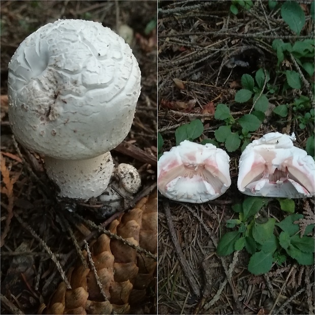 pečiarka Benešova Agaricus benesii (Pilát) Pilát