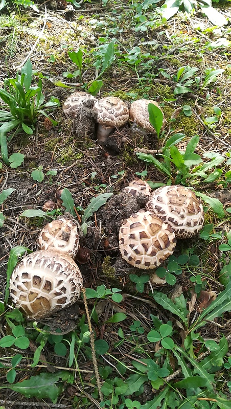 pečiarka trsovitá Agaricus bohusii Bon