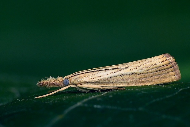 trávovec medničkový (sk) / travařík pastvinný (cz) Agriphila straminella Denis & Schiffermüller, 1775