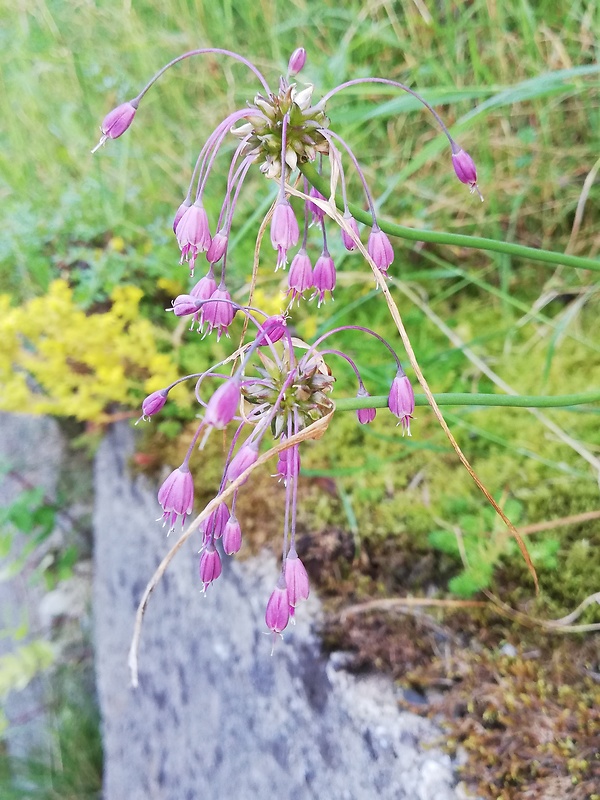 cesnak člnkovitý Allium carinatum L.