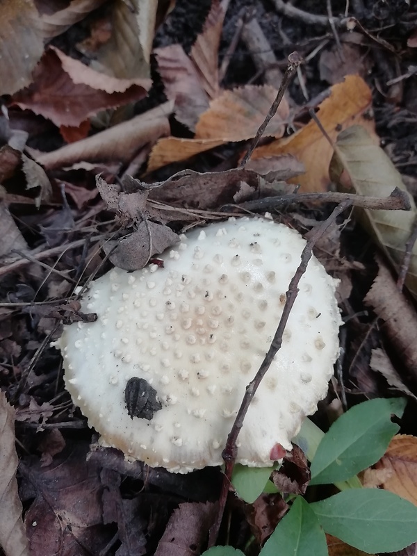 muchotrávka ostnatá Amanita echinocephala (Vittad.) Quél.